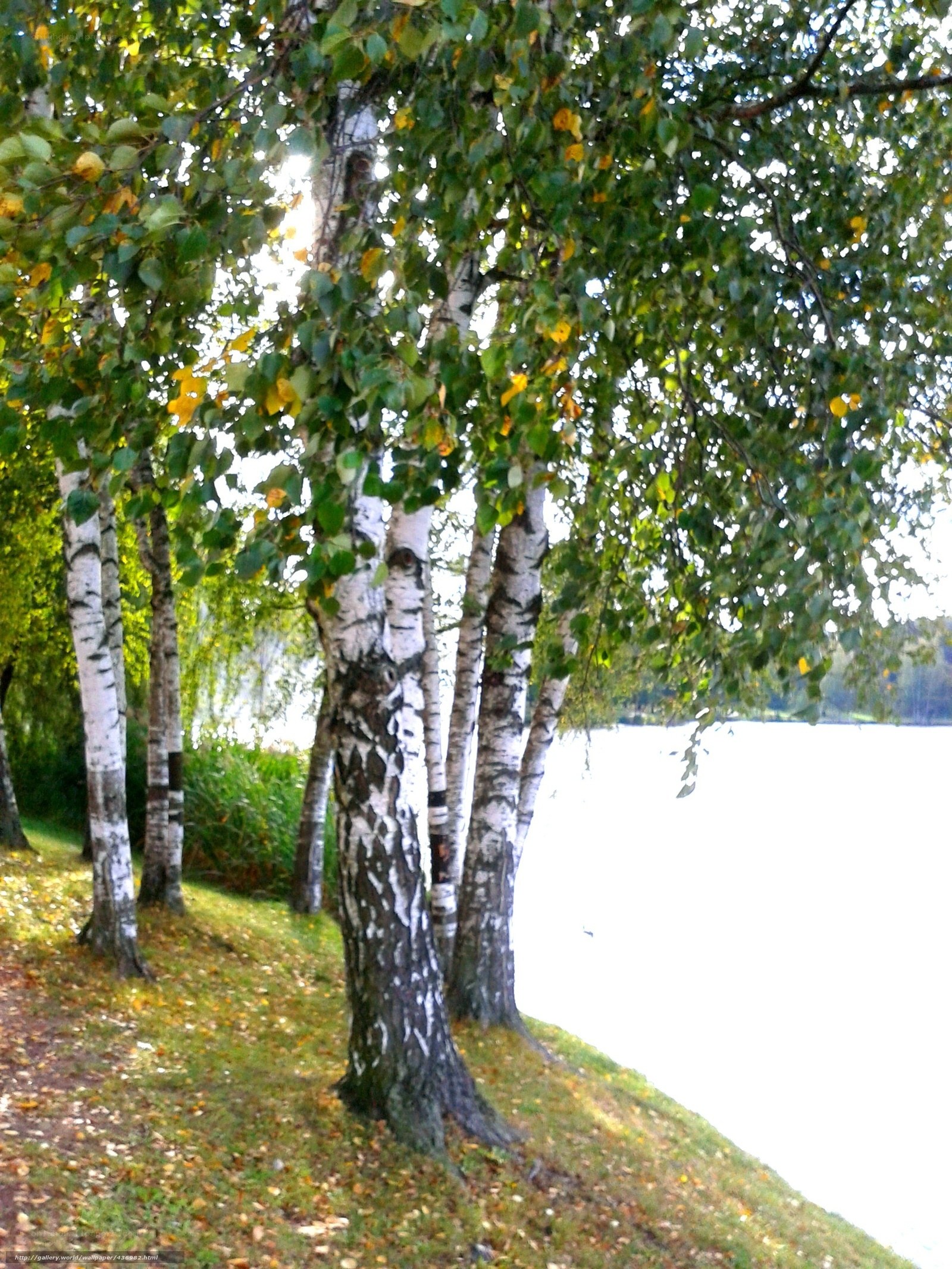Birch trees by the lake