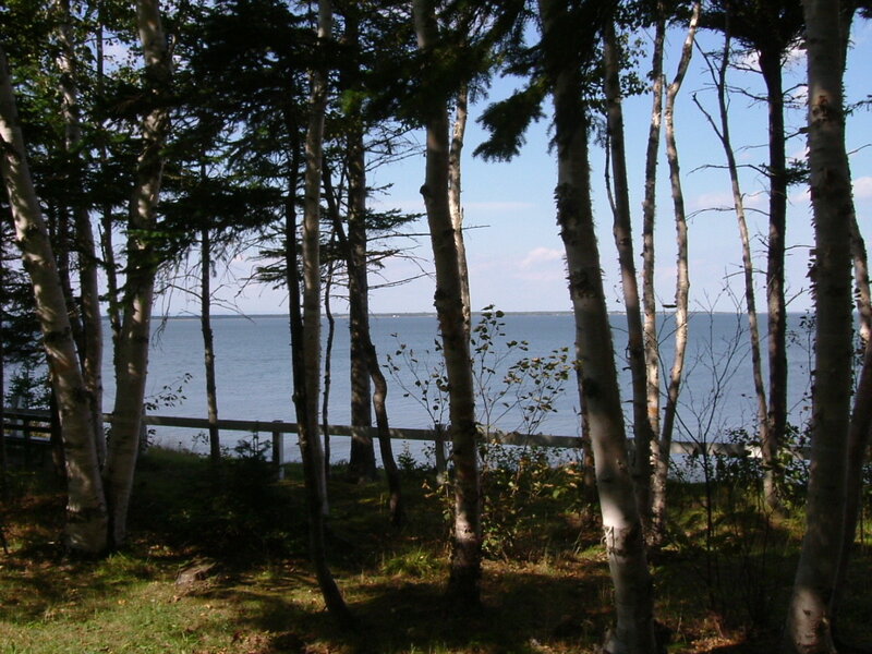 Birch Trees by Water