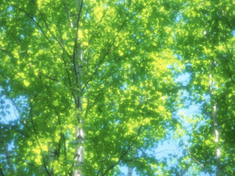 Birch Trees Canopy — Green, Serene