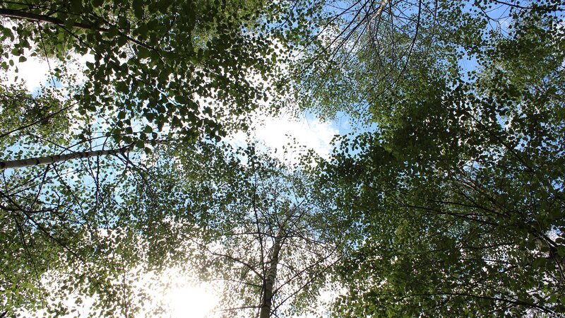 Birch Trees Canopy — Green