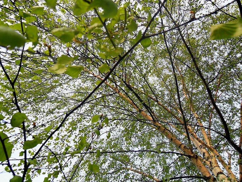 Birch Trees Canopy
