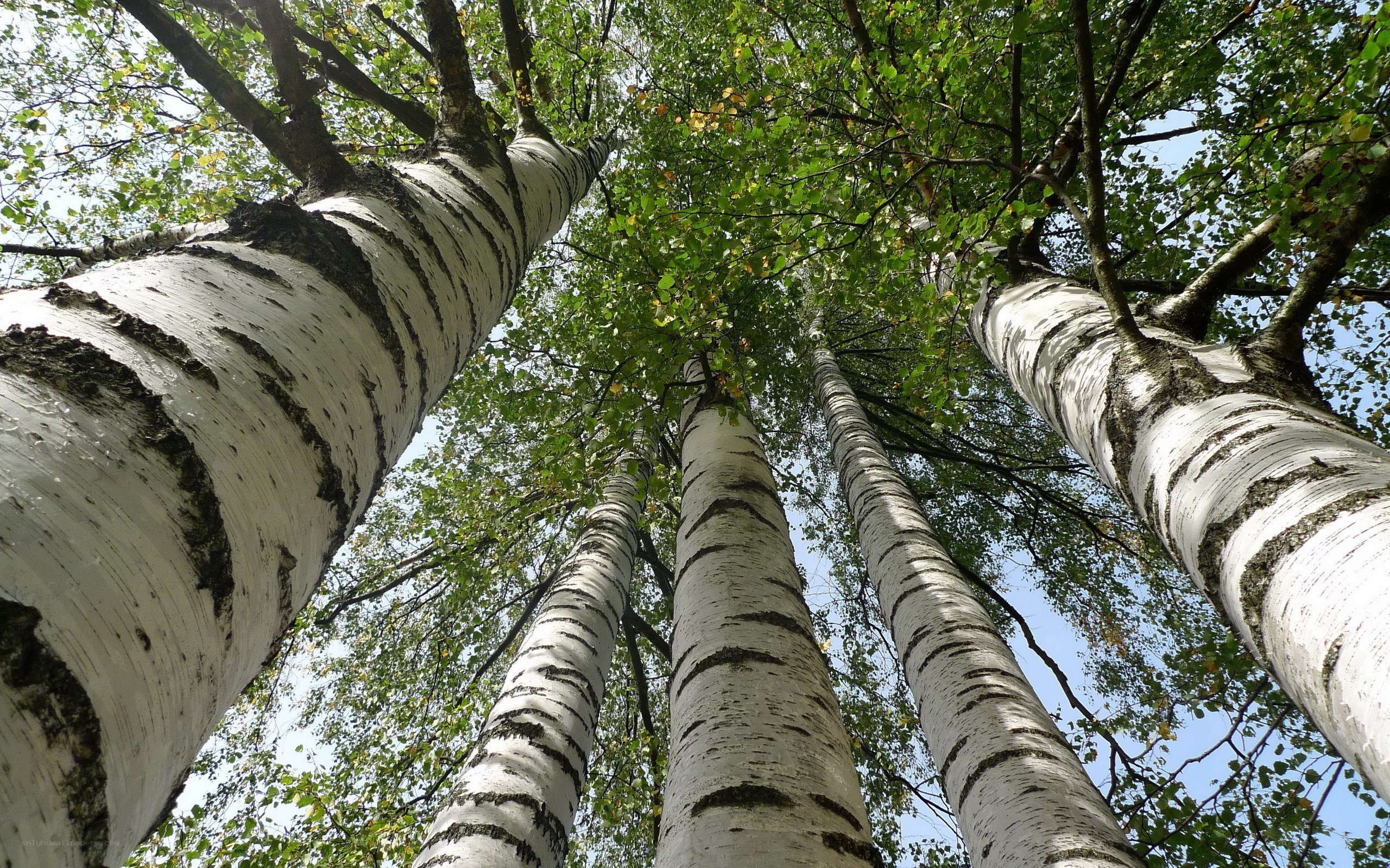 Birch trees from below