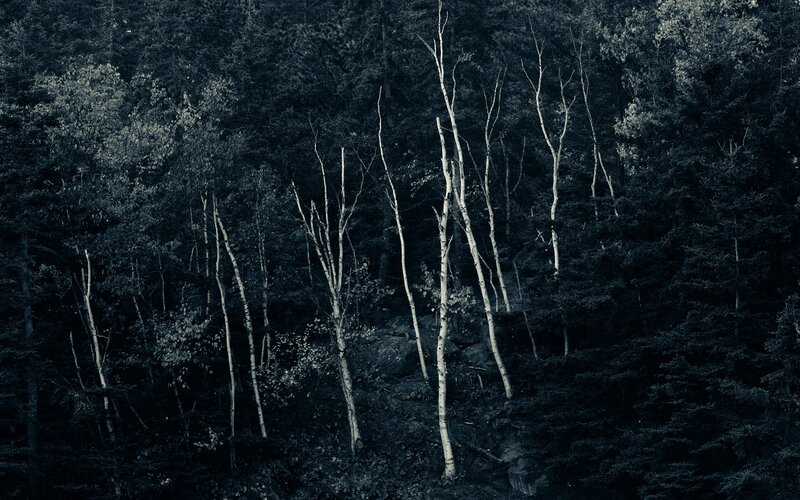 Birch trees in a dark forest