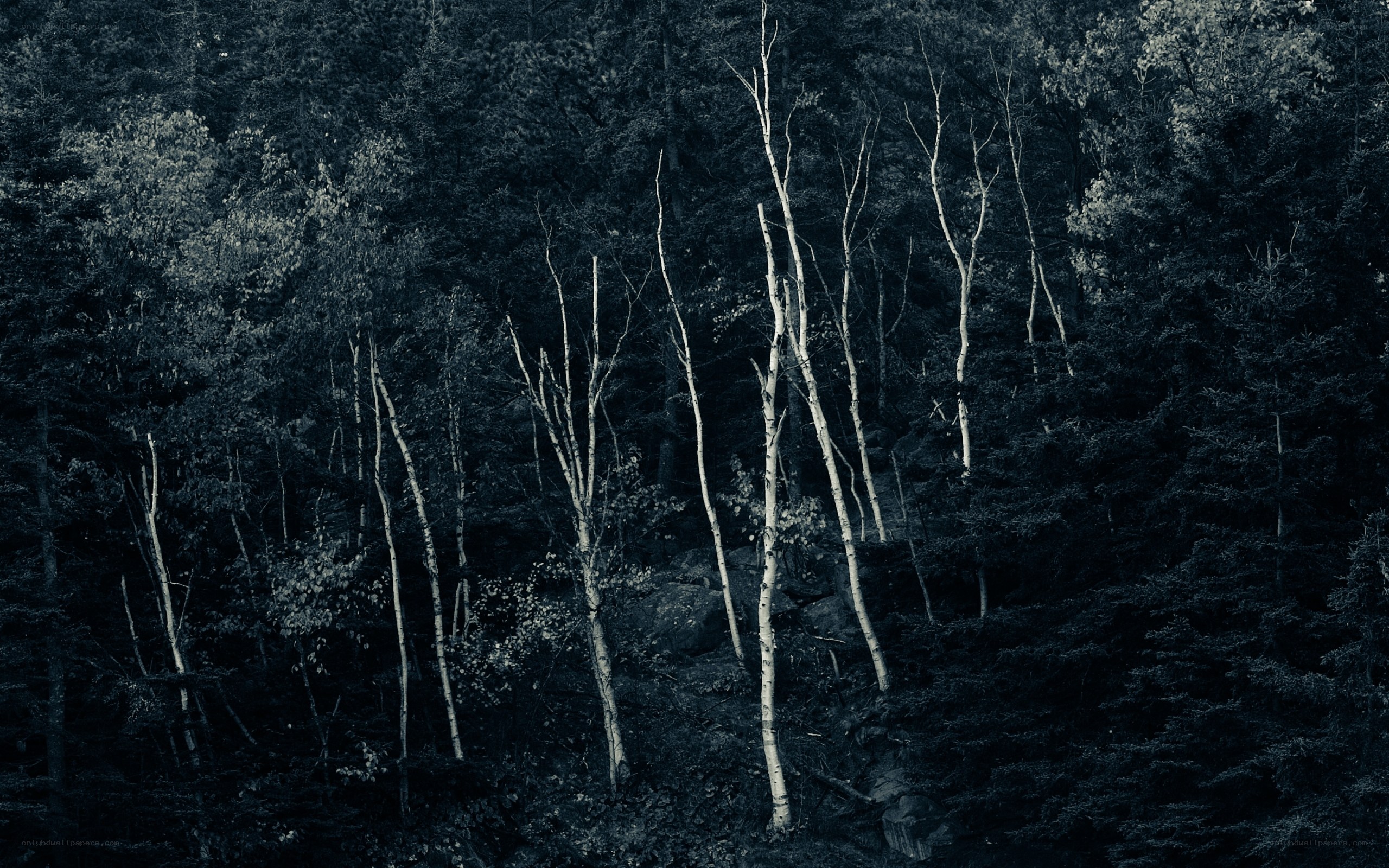 Birch trees in a dark forest