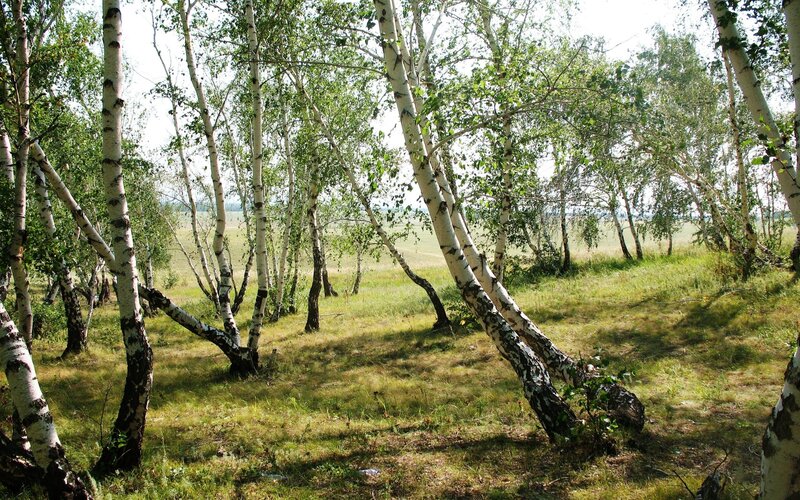 Birch Trees in a Field — Green