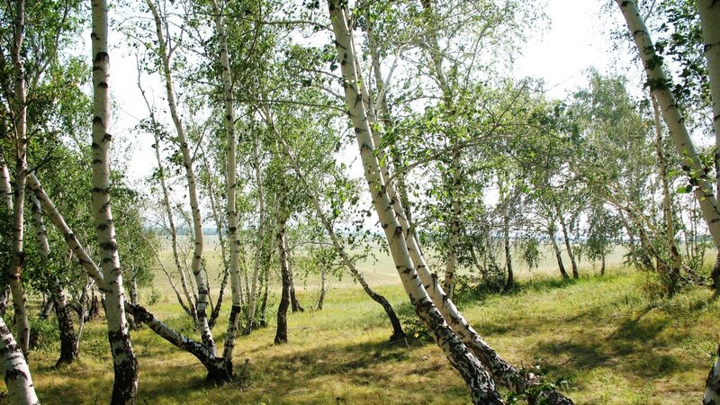 Birch Trees in a Field