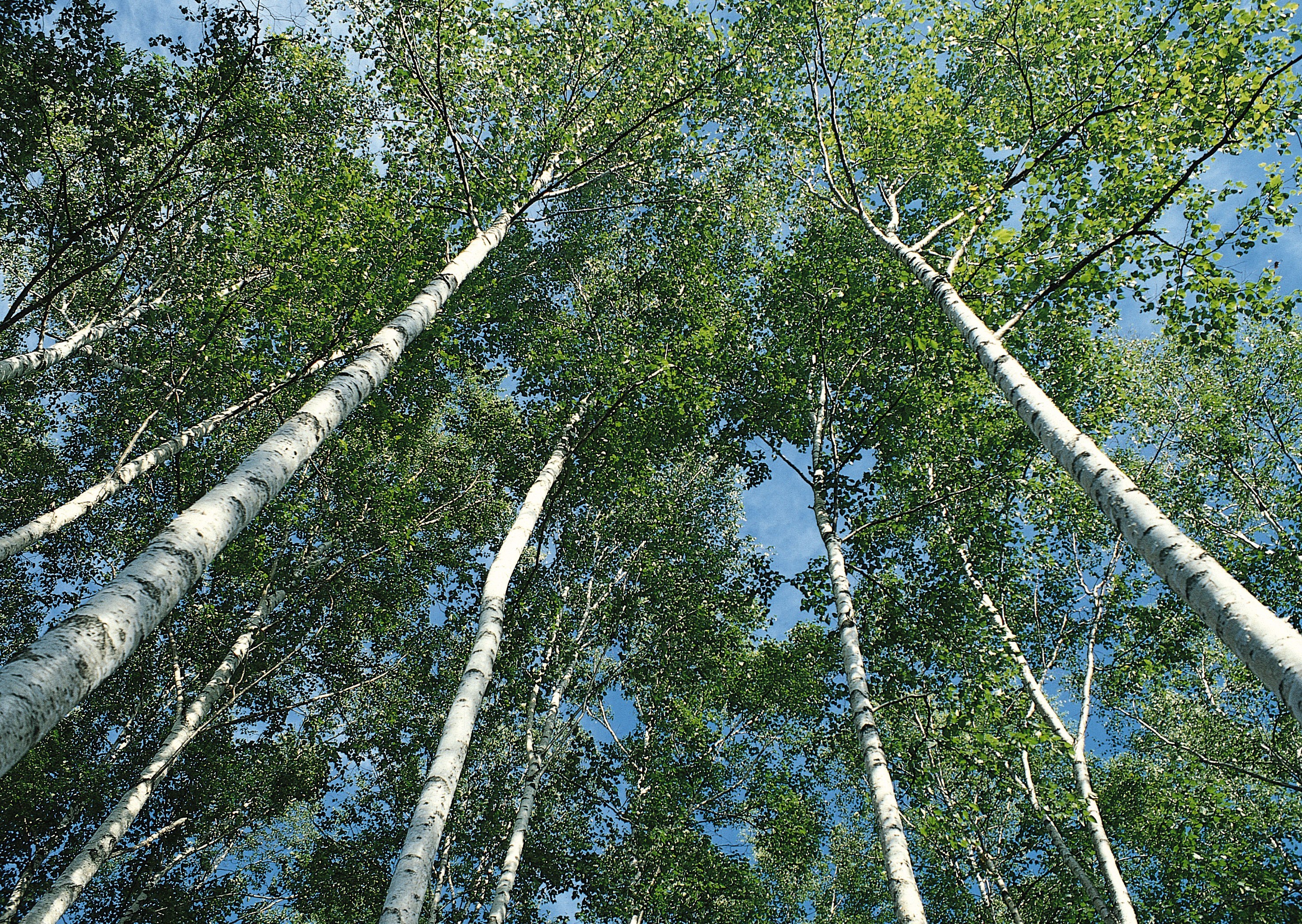 Birch trees in a forest