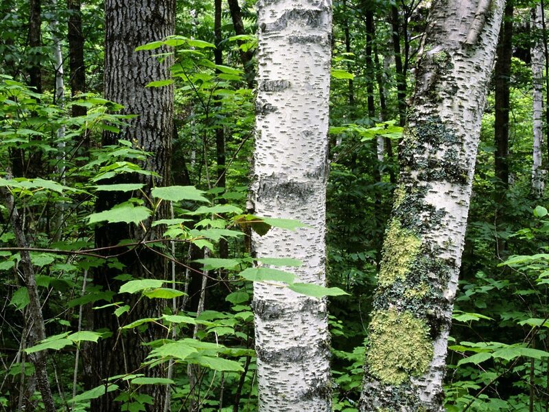 Birch trees in a forest