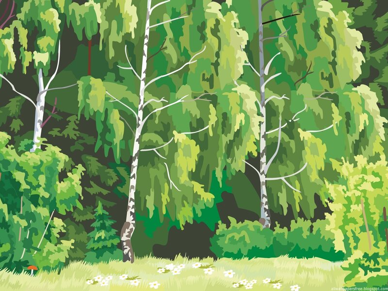 Birch trees in a forest