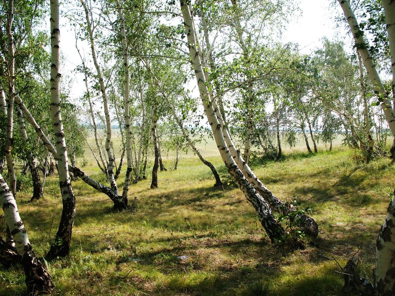 Birch Trees in a Forest — Green