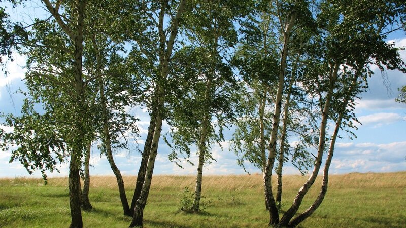 birch trees in a grassy field