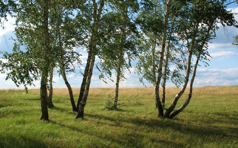 Birch trees in a grassy field