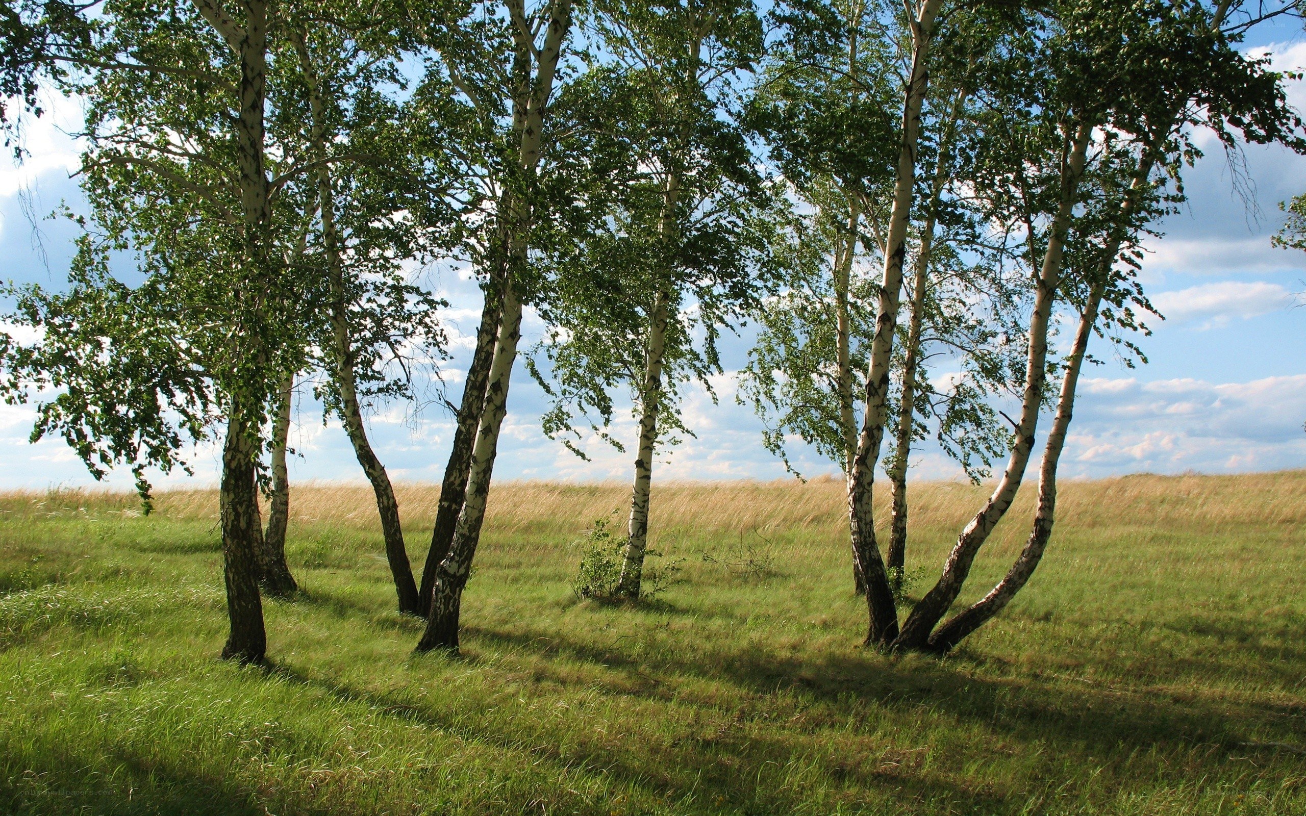 Birch trees in a grassy field