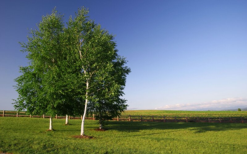 Birch trees in a green field