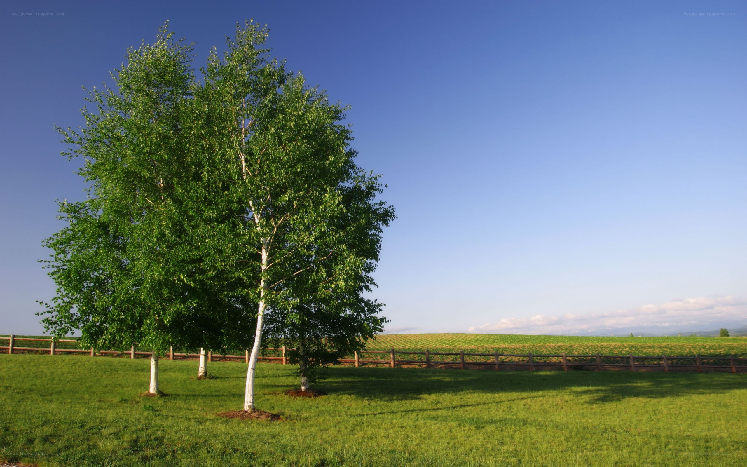 Birch trees in a green field