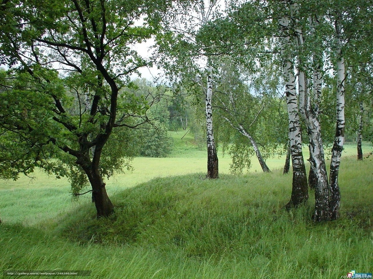 Birch trees in a green field