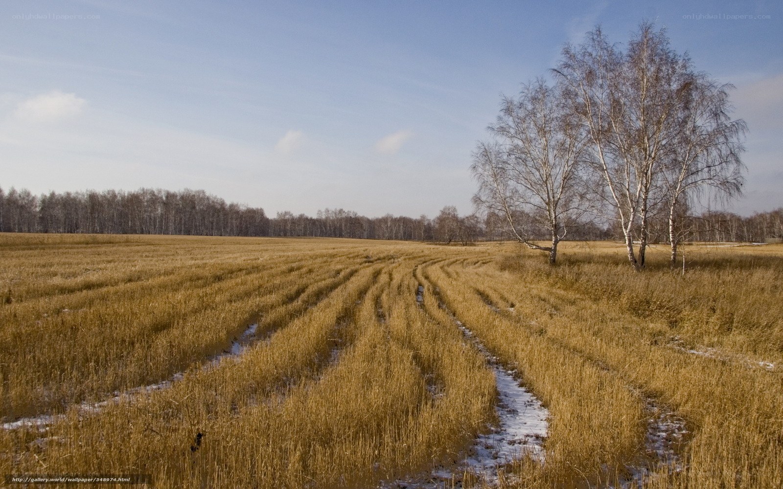 Birch trees in a harvested field