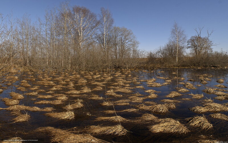 Birch trees in a marsh