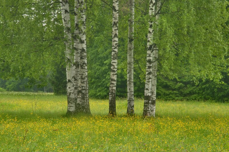 Birch trees in a meadow
