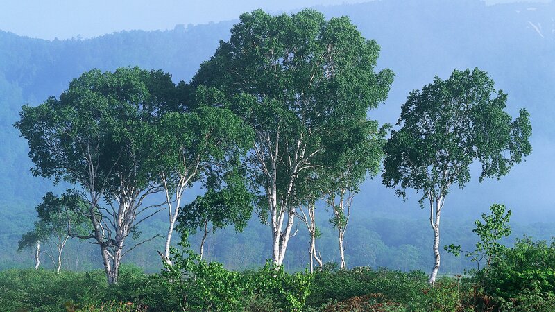 Birch trees in a misty forest