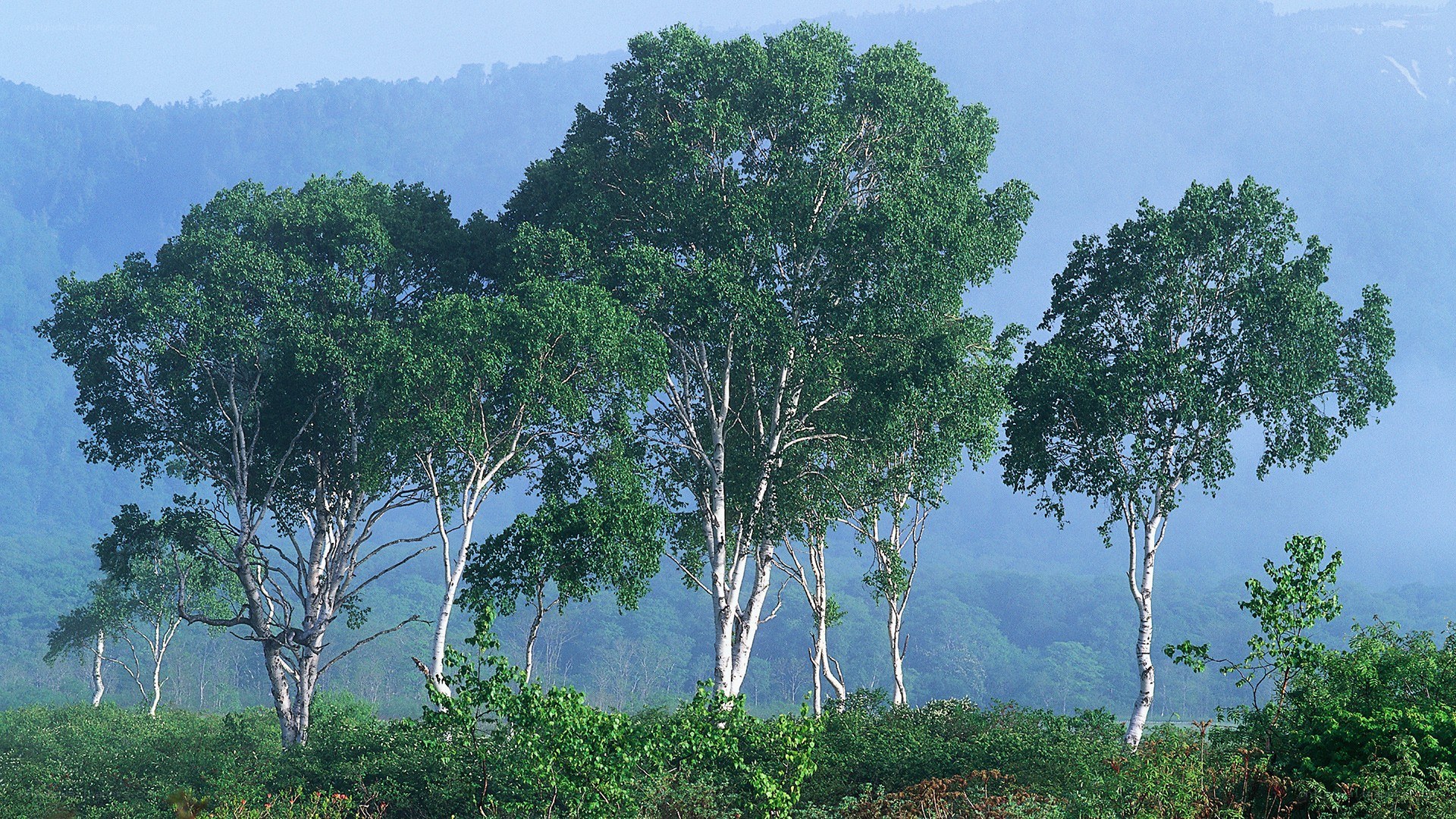 Birch trees in a misty forest