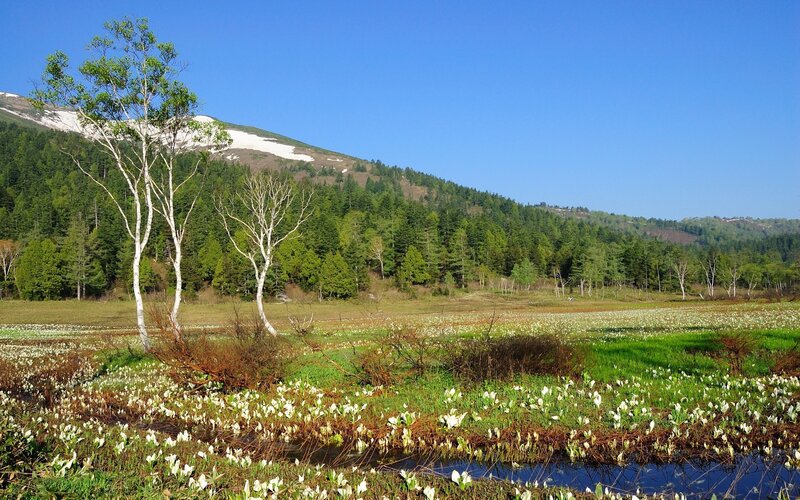 Birch trees in a mountain wetland