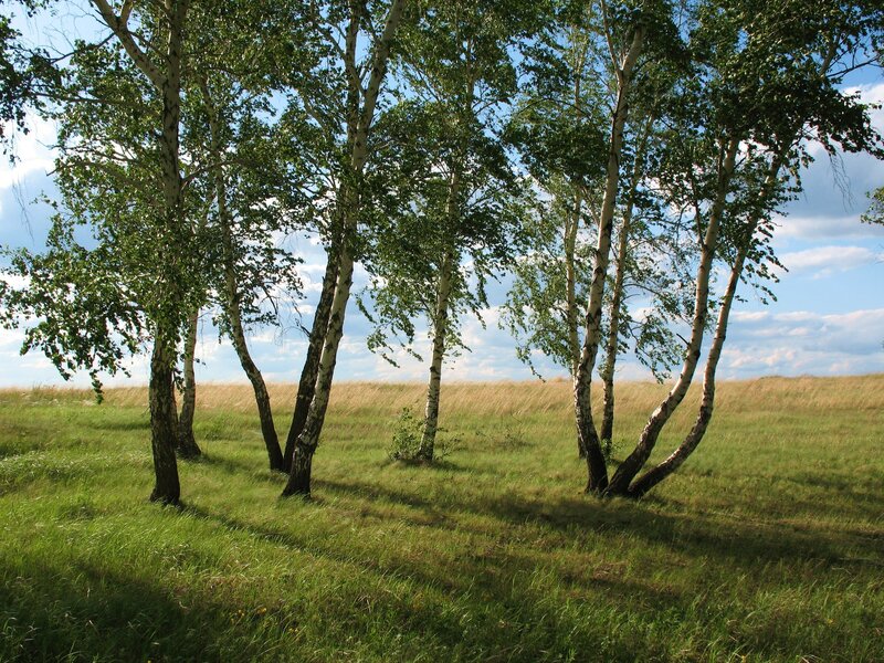 Birch trees in a sunny field