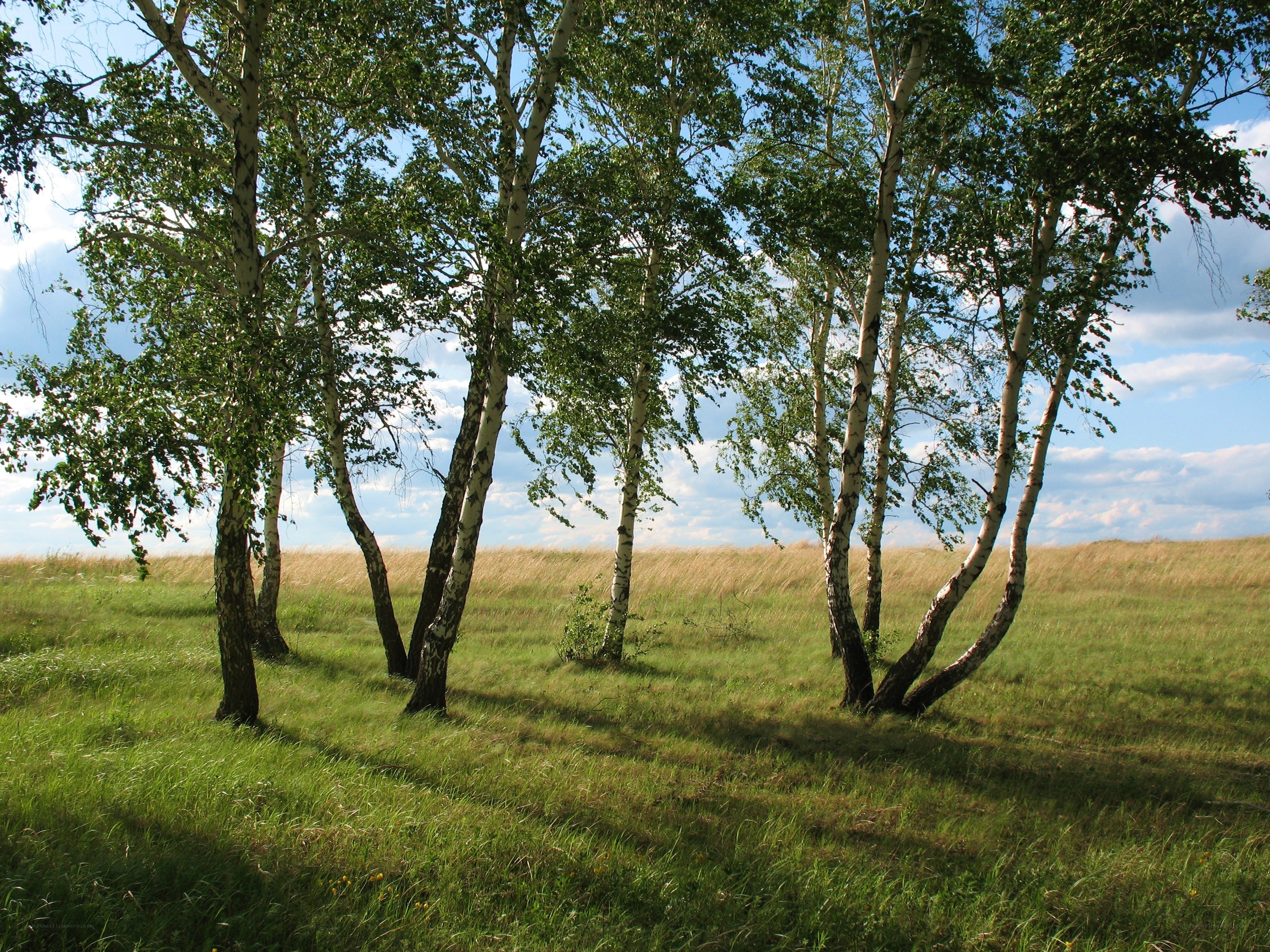 Birch trees in a sunny field