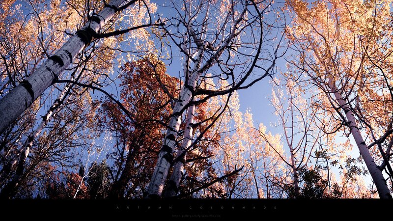 Birch Trees in Autumn — Blue, Serene, Photograph, Sky