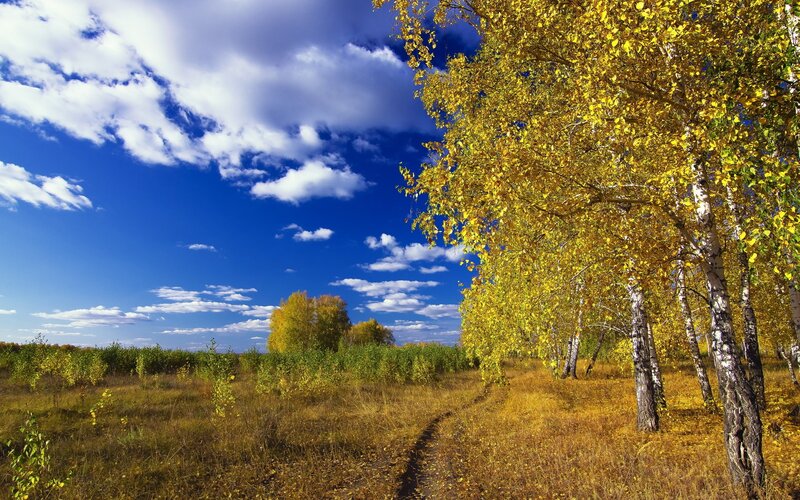 Birch Trees in Autumn — Blue