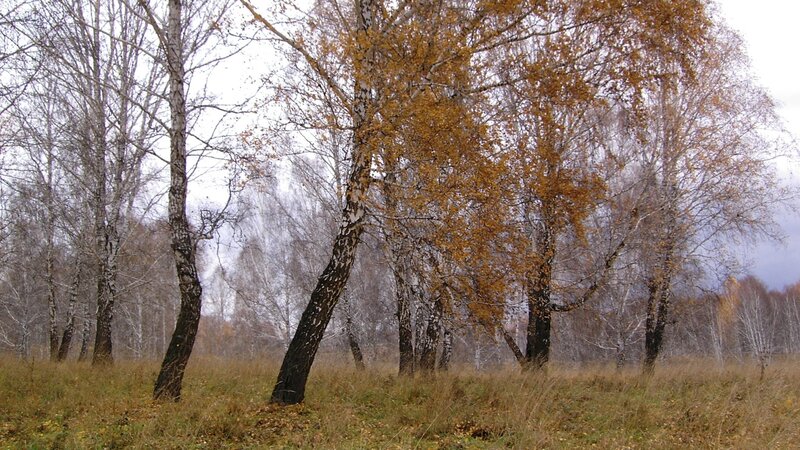 Birch Trees in Autumn — Brown, Calm, Photograph