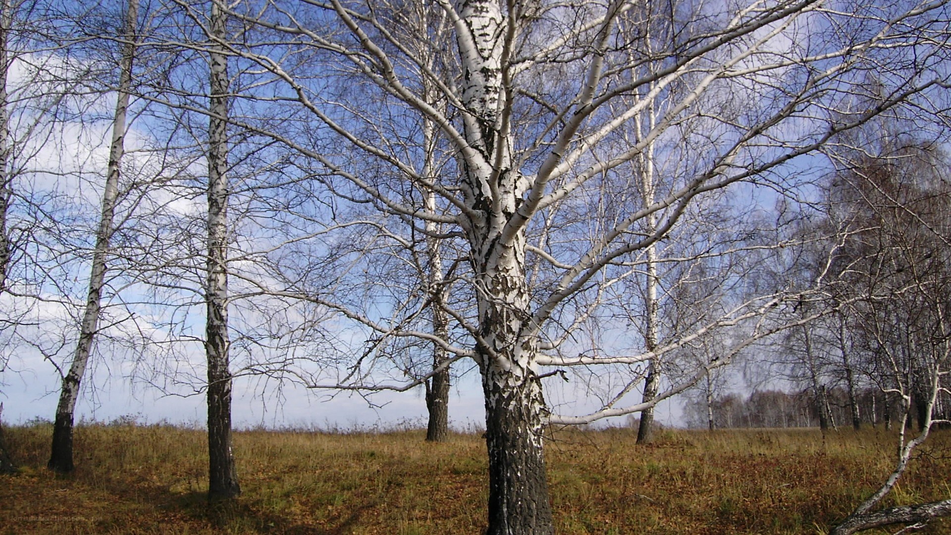 Birch trees in autumn field