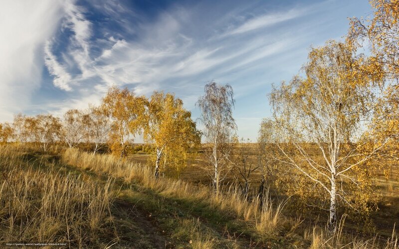 Birch Trees in Autumn Field — Yellow