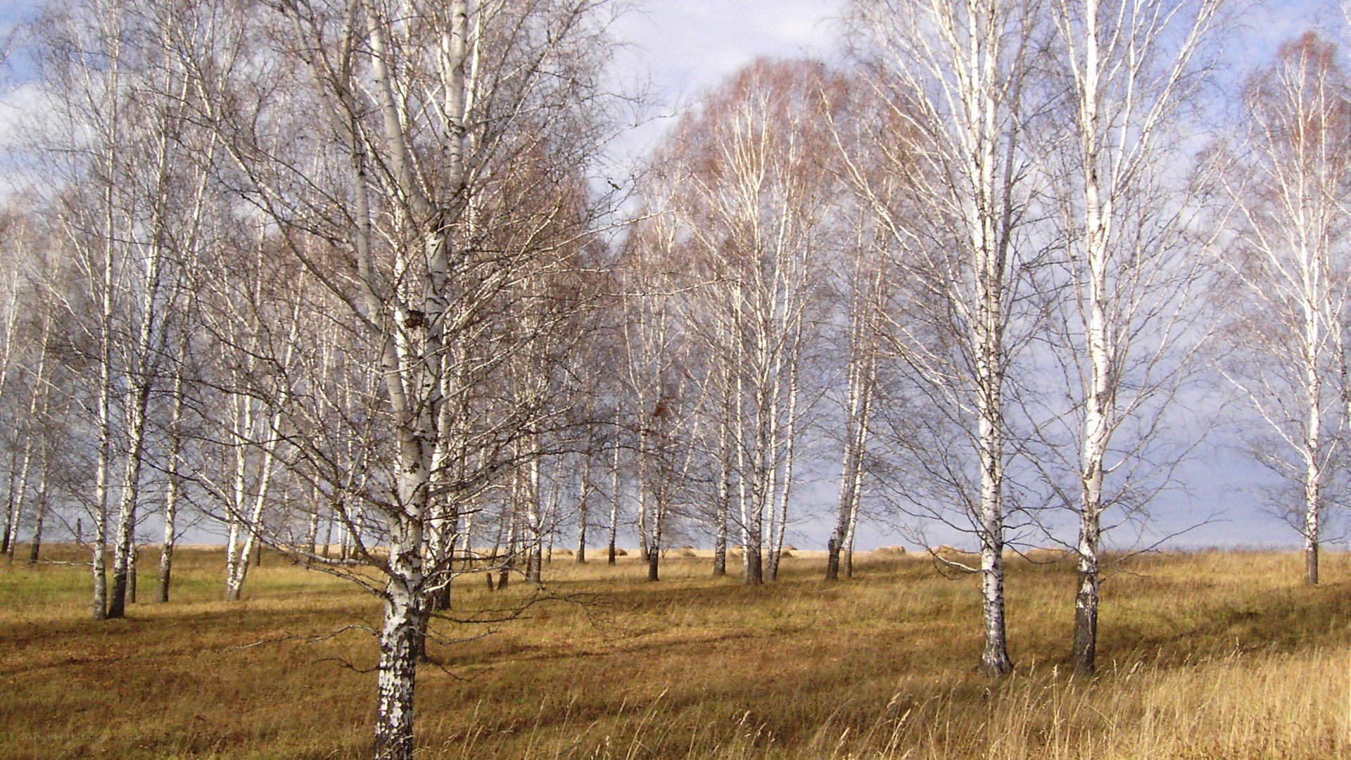 Birch trees in autumn field
