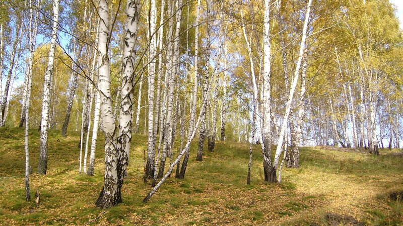 Birch Trees in Autumn — Green, Serene, Photograph