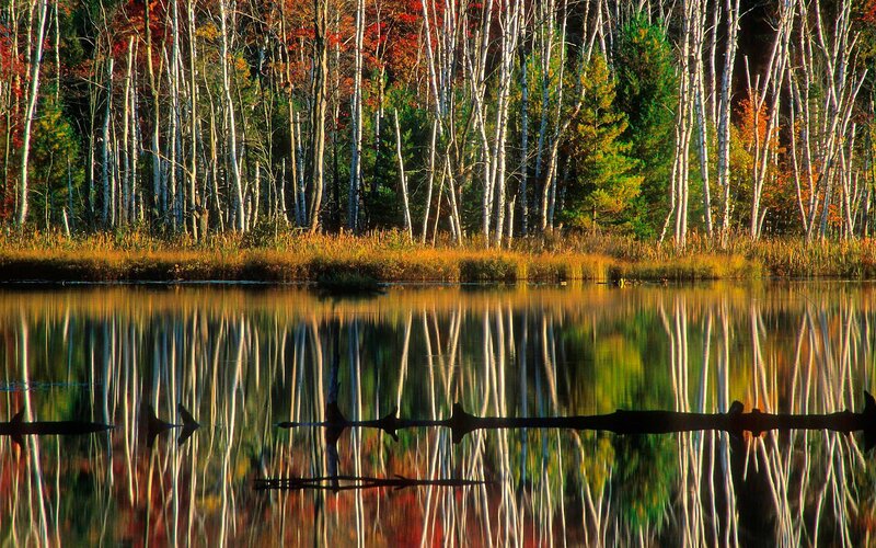 Birch Trees in Autumn — Green, Serene