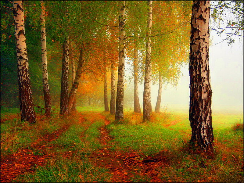 Birch Trees in Autumn — Green