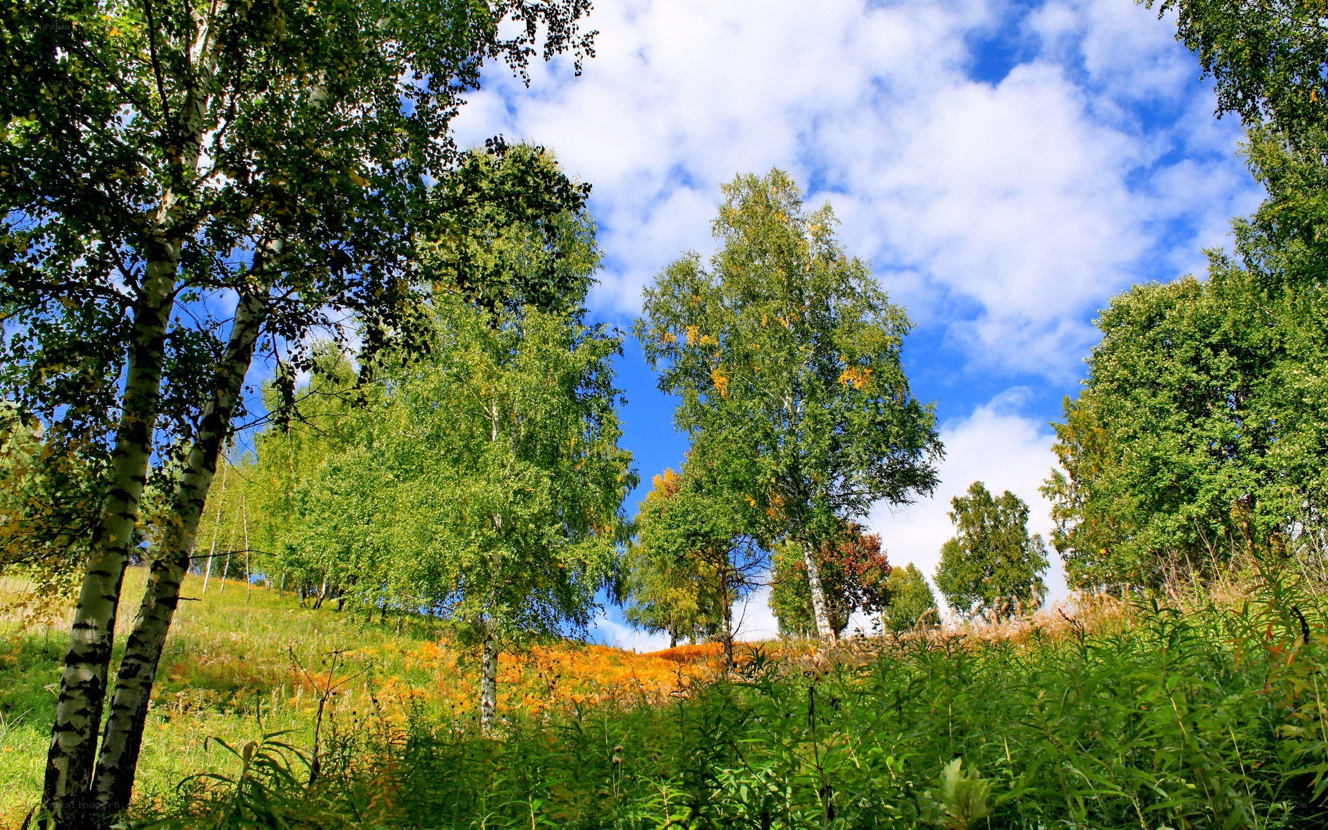 Birch trees in autumn landscape