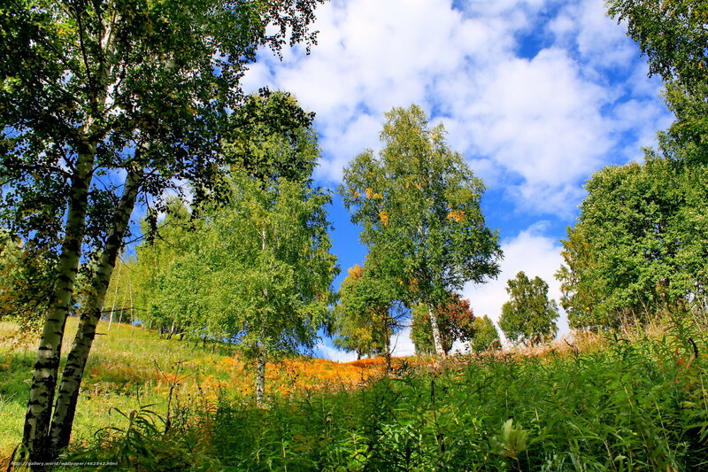 Birch trees in autumn landscape