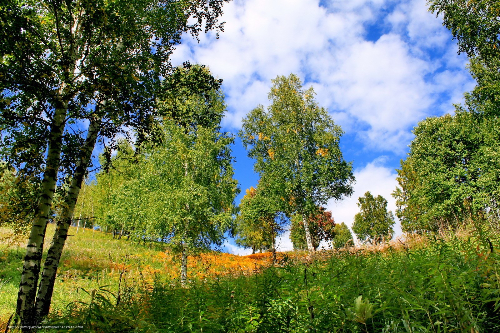 Birch trees in autumn landscape