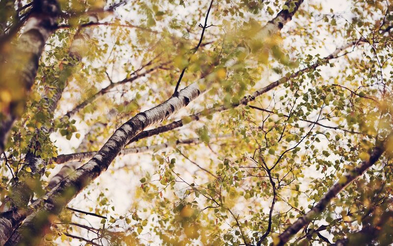birch trees in autumn light