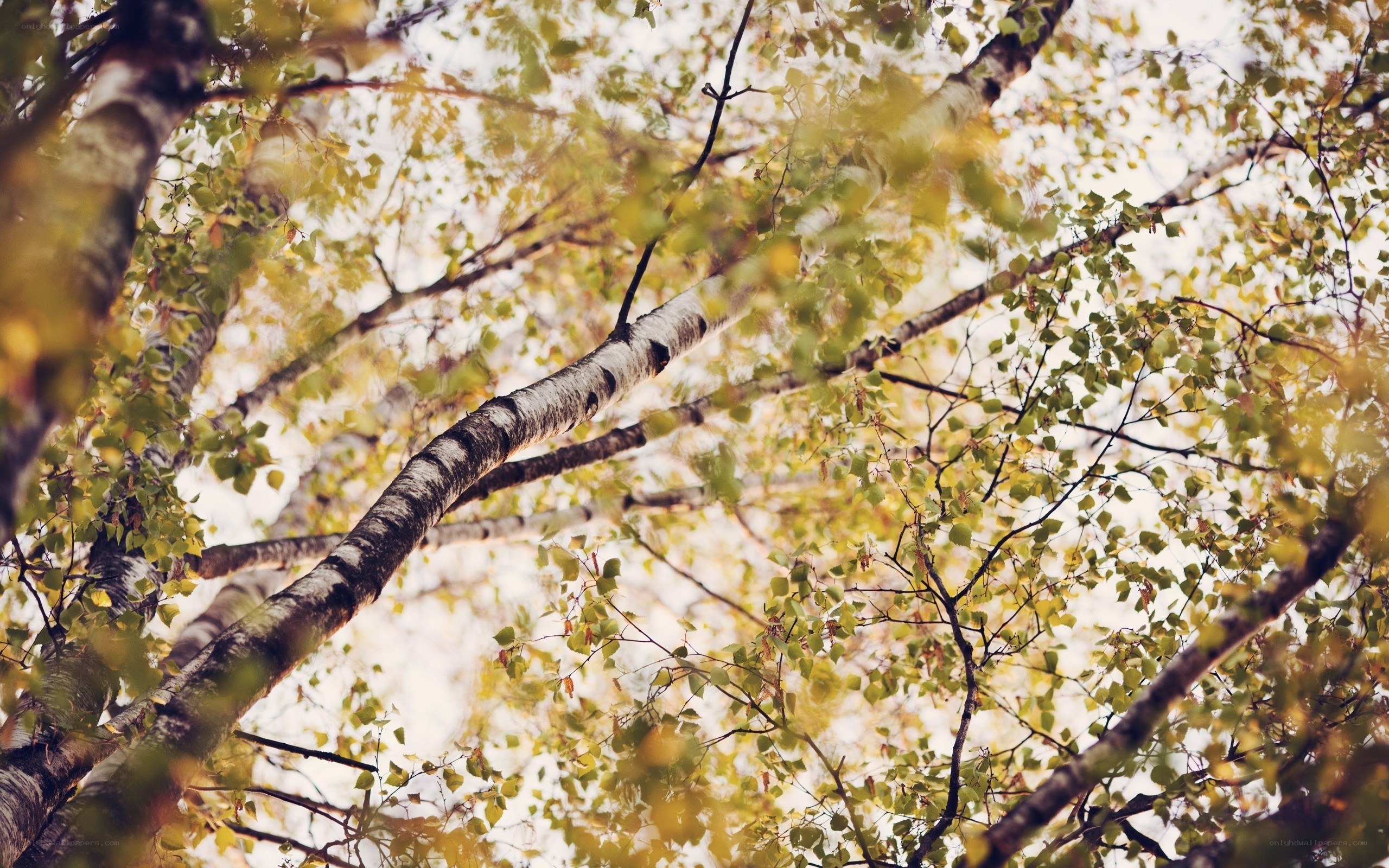 birch trees in autumn light