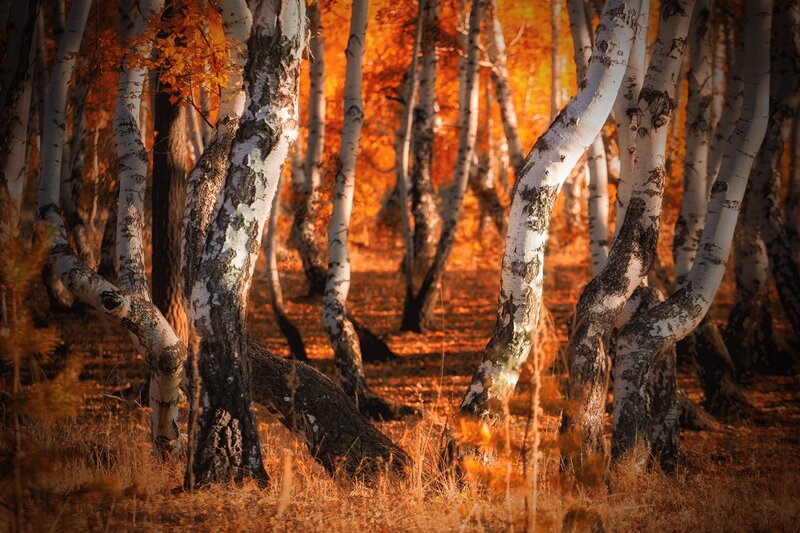 Birch Trees in Autumn — Orange, Serene, Photograph, Fallen Leaves, Sunlight