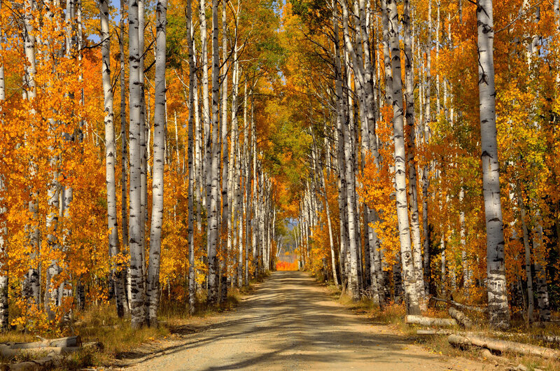 Birch Trees in Autumn — Orange, Serene, Photograph, Path