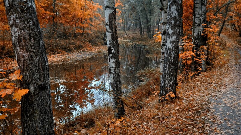 Birch Trees in Autumn — Orange, Serene, Photograph, River