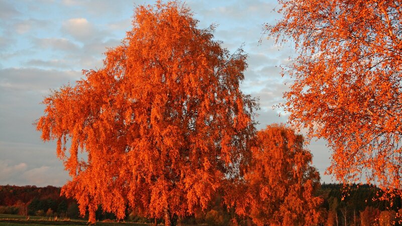 Birch Trees in Autumn — Orange, Serene, Photograph, Sky, Field