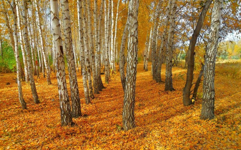 Birch Trees in Autumn — Orange, Serene, Photograph
