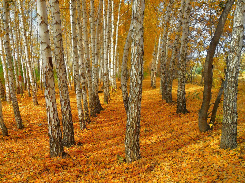 Birch Trees in Autumn — Orange, Serene