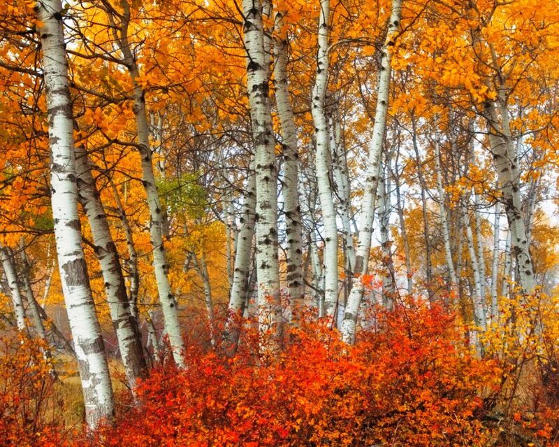 Birch Trees in Autumn — Orange