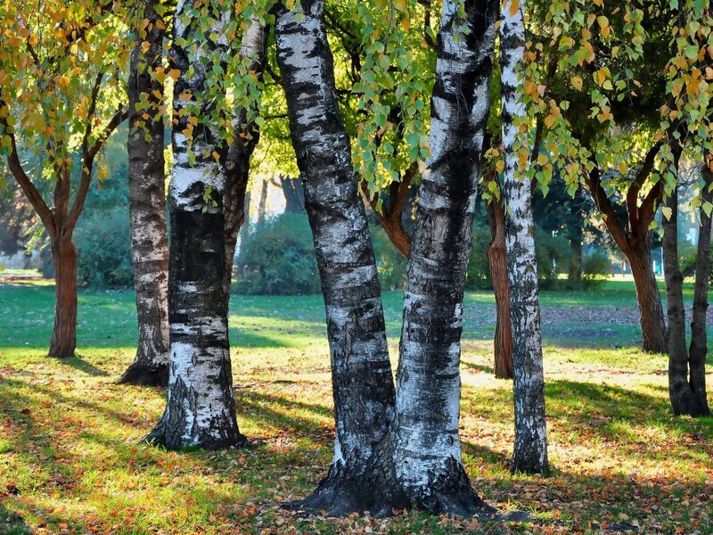 Birch trees in autumn park